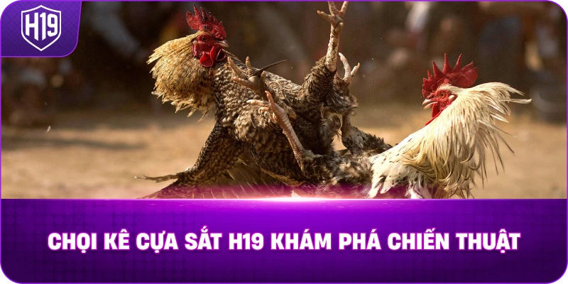 Chọi Kê Cựa Sắt H19 khám phá chiến thuật