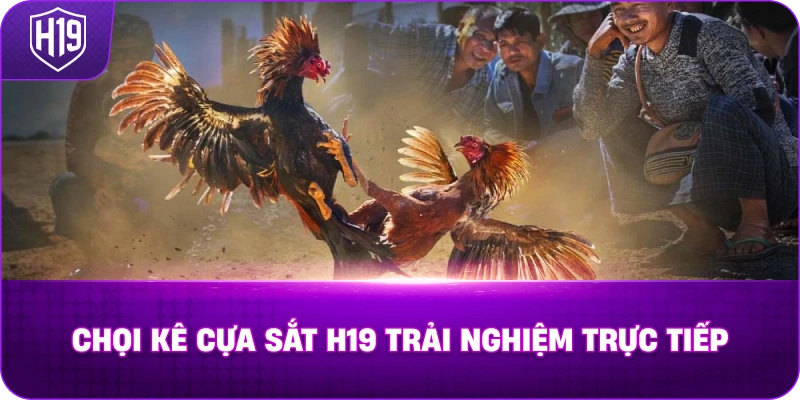 Chọi Kê Cựa Sắt H19 trải nghiệm trực tiếp