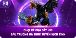 Chọi Kê Cựa Sắt H19 – Đấu trường gà trực tuyến kịch tính