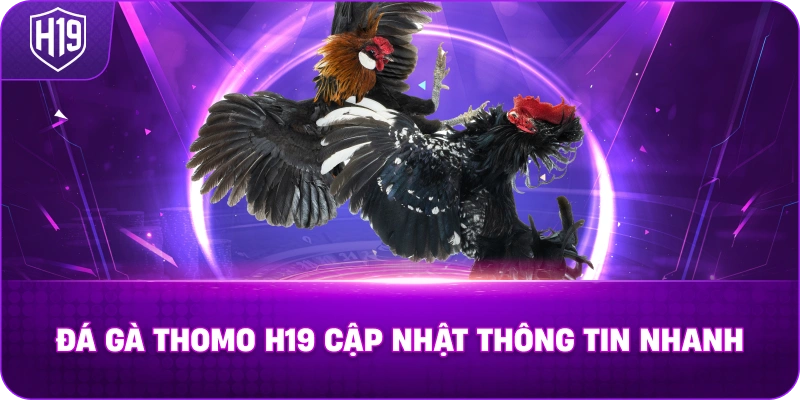 Đá Gà Thomo H19 cập nhật thông tin nhanh