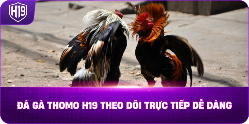 Đá Gà Thomo H19 theo dõi trực tiếp dễ dàng