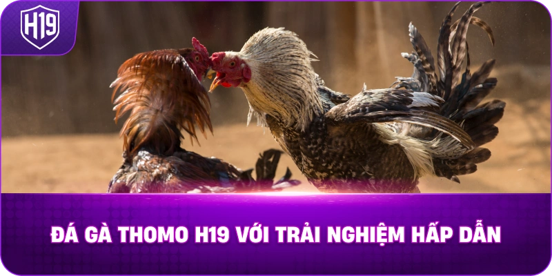 Đá Gà Thomo H19 với trải nghiệm hấp dẫn