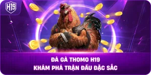 Đá Gà Thomo H19 – Khám phá trận đấu đặc sắc