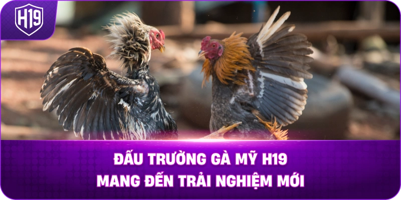 Đấu Trường Gà Mỹ H19 mang đến trải nghiệm mới