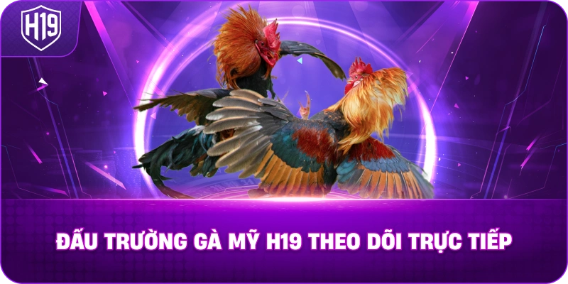 Đấu Trường Gà Mỹ H19 theo dõi trực tiếp