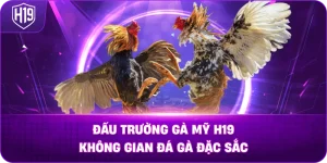 Đấu Trường Gà Mỹ H19 – Không gian đá gà đặc sắc