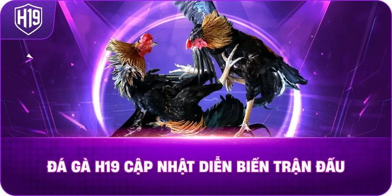 Đá Gà H19 cập nhật diễn biến trận đấu
