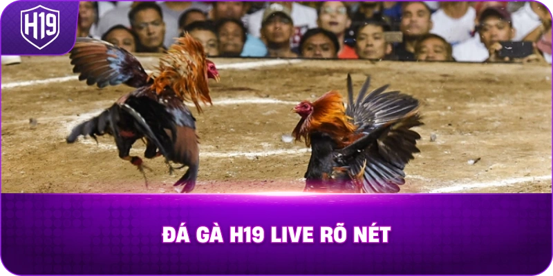 Đá Gà H19 với hình ảnh trực tiếp rõ nét