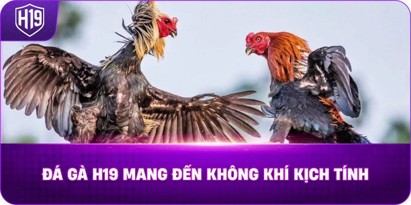 Đá Gà H19 mang đến không khí kịch tính